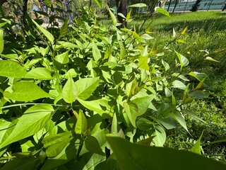 Lilac (Syringa vulgaris) small saplings with green leaves. Close up of lilac young plant. Syringa...