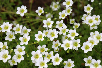 Saxifraga blooms in the garden in spring