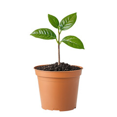 Small potted sapling with vibrant green leaves, symbolizing growth and renewal, isolated on transparency background