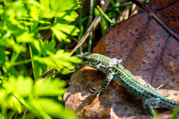 Green lizard on a dry leaf