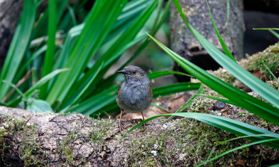 Dunnock feeding in the woods