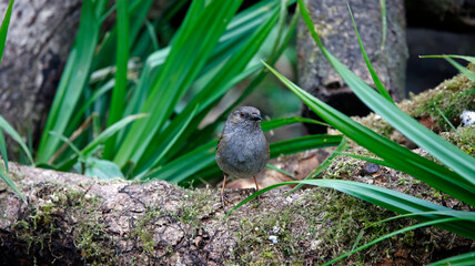 Dunnock feeding in the woods