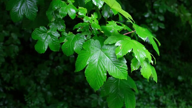Frische gr&uuml;ne Ahorn Bl&auml;tter im Wald, Wind und Regen im Fr&uuml;hling, Vegetation im Stadtwald von Z&uuml;rich