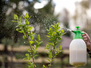 Garden pump sprayer. The gardener sprays apple tree in the garden with a spray bottle. Pest control...