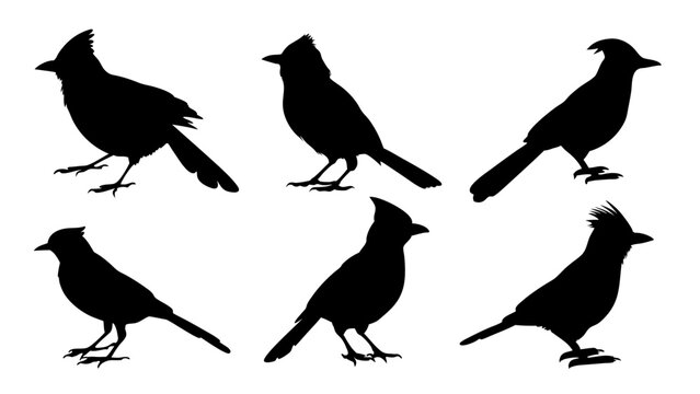 set of blue jay birds silhouette vector on tranparent background