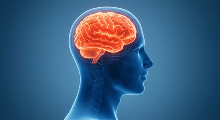 Obraz premium Translucent Blue Male Head Profile Revealing Glowing Orange Brain 3D Render