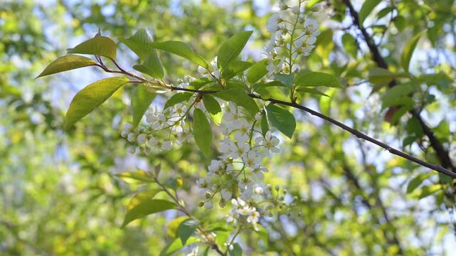 branch of blooming white bird cherry against blue sky