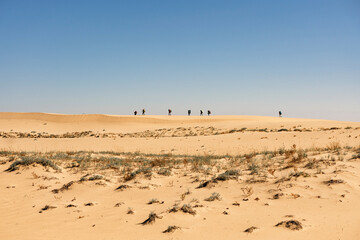 Backpackers walking on a sand dune in the desert. Chara sands, group of tourists