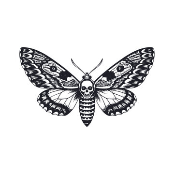 Hand-drawn black and white death's head hawk moth. Butterfly Acherontia atropos vector illustration isolated on white background
