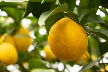 Fresh Yellow Lemons Ripening on Meyer Lemon Tree