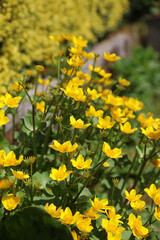 Obraz premium Closeup of a patch of Yellow Marsh Marigold flowers, Derbyshire England 