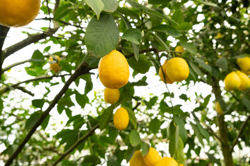 Lemon Tree Branches with Fresh Citrus Fruits in an Orchard
