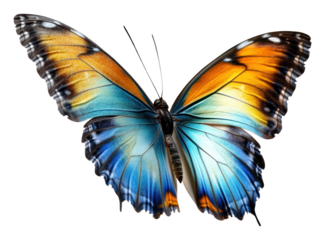 PNG Beautiful butterfly illustration insect colors.