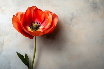Vibrant red poppy blossom on a textured background, creating a serene and artistic composition with ample copy space