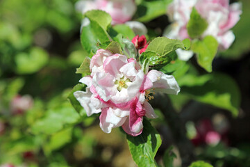 Macro image of an Apple blossom flower, Derbyshire England
