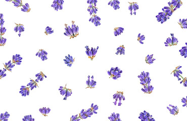 Beautiful aromatic lavender flowers isolated on a white background, top view. Flat lay.
