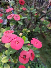 Red Crown of Thorns Flowers with Insect