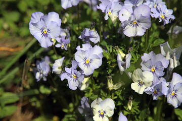 Macro image of blue Heart's Ease blooms, Derbyshire England
