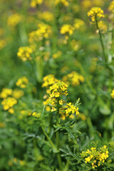 Macro image of Land Cress flowers in Spring, Derbyshire England
