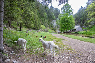 Obraz premium Goats Grazing in Scenic Slovak Countryside Landscape