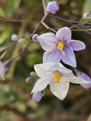 photographie en gros plan de petites fleurs violettes en gros plan de morelle faux jasmin