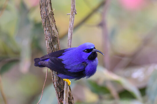 A very colorful male Purple Honeycreeper perched on a small branch in the forest of northern Trinidad
