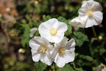 Trio of Chilean Tree Mallow blooms, Derbyshire England