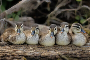 Precious Wood Duck Ducklings Family Portrait 
