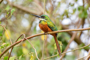 Fototapeta premium A brightly colored Rufous-tailed Jacamar sitting up on a small branch in scrubby woodland in eastern Tobago