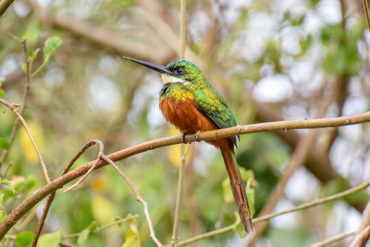 A brightly colored Rufous-tailed Jacamar sitting up on a small branch in scrubby woodland in eastern Tobago