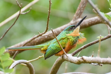 A brightly colored and fluffed up Rufous-tailed Jacamar sitting up on a small branch in scrubby woodland in eastern Tobago
