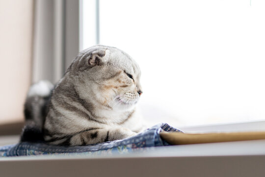 Beautiful Scottish fold cat resting in a cozy home. Purebred cat, gray marble color