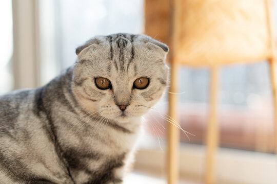 Beautiful Scottish fold cat resting in a cozy home. Purebred cat, gray marble color