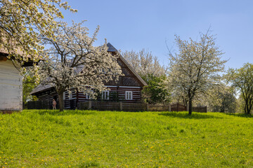 Traditional Wooden House Amidst Blooming Trees in Kourim