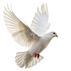 Fototapeta premium white dove isolated on white