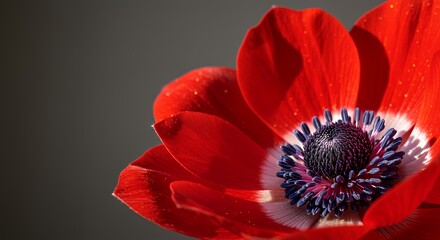 Red Anemone Flower Close-up