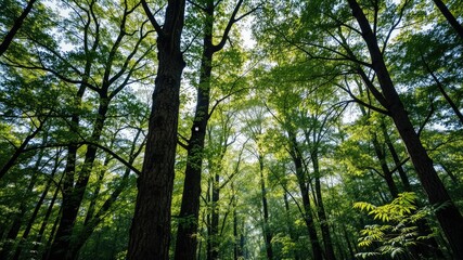 Obraz premium Majestic Forest Canopy, Sunlight Filtering Through Trees