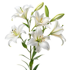bouquet of white lilies