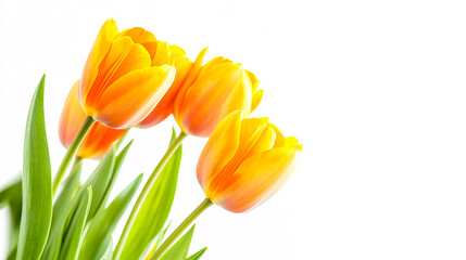 Naklejka premium Bright Spring Flowers on White Background
