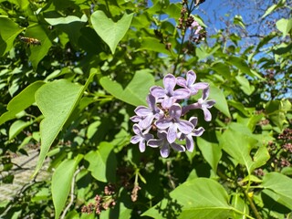 Purple blooming flower on branch Syringa vulgaris. Close-up. Syringa vulgaris, the lilac or common...
