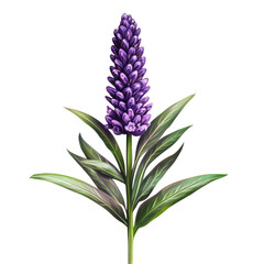  A Single Lavender Flower with Slender Purple Spikes on Transparent Background