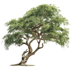 Majestic Old Weeping Tree Isolated on White Transparent background