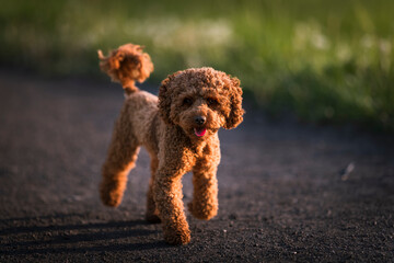 Golden poodle on a walk