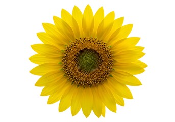 Bright yellow sunflower isolated