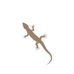 Naklejka premium A lizard with an elongated tail and four splayed limbs.