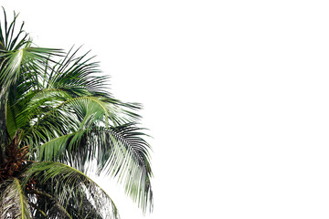 palm tree on white background