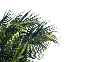 palm tree isolated on white