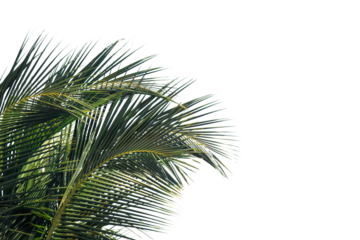 palm tree isolated on white