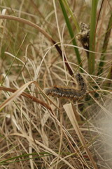 Scottish Drinker caterpillar at the Flanders Moss National Nature Reserve, Scotland
