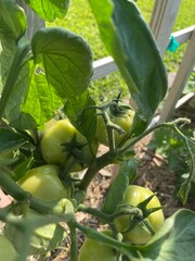 garden plants and beach pictures background photos